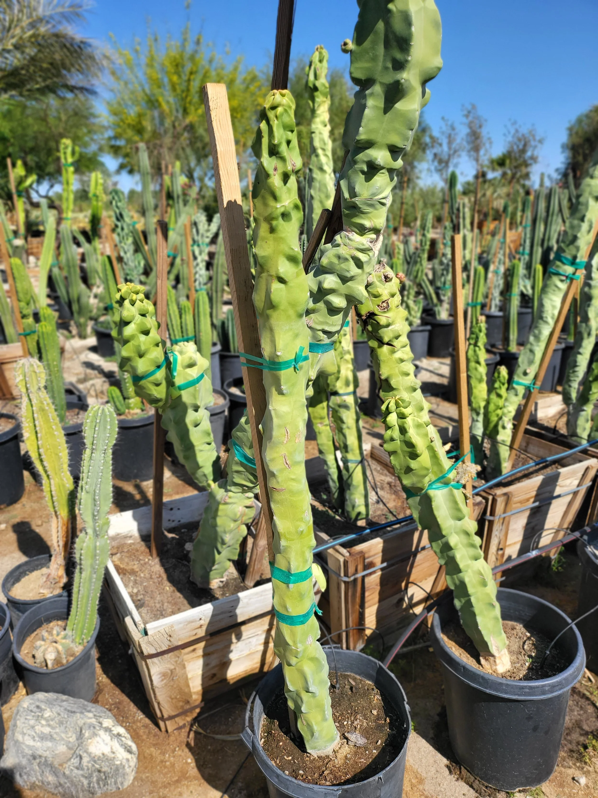 Totem Pole Cactus | Lophocereus Schottii var Monstrosus — GDNC Nursery